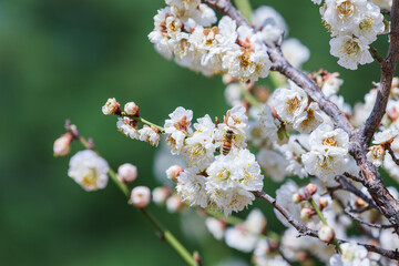 Under the warm sun, a honeybee visits white plum blossoms with layered petals. - prunus mume