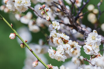 Under the warm sun, a honeybee visits white plum blossoms with layered petals. - prunus mume