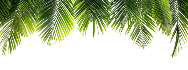 Lush green palm leaves frame isolated on transparent background