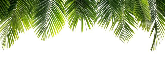 Lush green palm leaves frame isolated on transparent background
