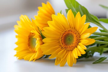 Obraz premium Vibrant yellow sunflowers resting on a white surface