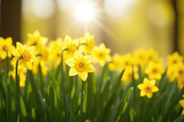 Obraz premium yellow daffodils in a field of green grass