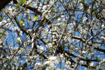 Cherry tree covered in white flowers in spring