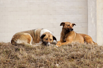 Obraz premium Two stray dogs are lying on dry grass against a wall.