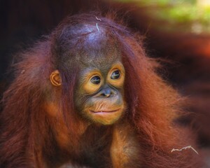 Potrait A reddish-brown orangutan with long arms and shaggy fur looks thoughtfully. Its expressive eyes convey intelligence and a gentle nature. 10 april 2025 Indonesia