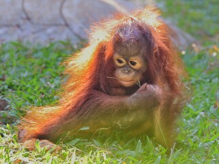 Potrait A reddish-brown orangutan with long arms and shaggy fur looks thoughtfully. Its expressive eyes convey intelligence and a gentle nature. 10 april 2025 Indonesia