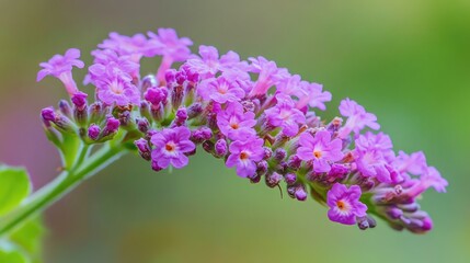 Obraz premium A serene image of a cluster of blooming lavender, with soft purple hues and fine details of the tiny flowers, set against a blurred green background.