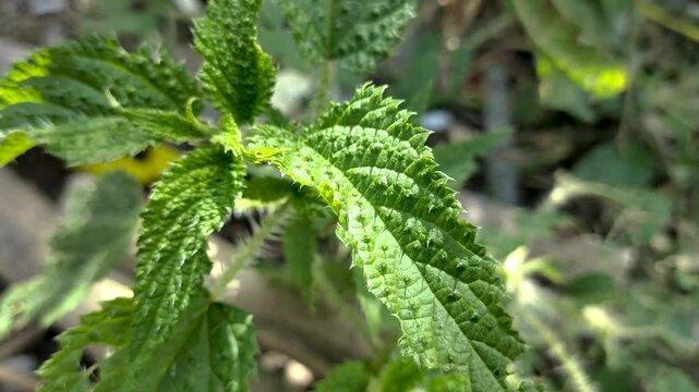 Close-up of Stinging Nettle (Urtica dioica) growing in the Himalayas of Uttarakhand also known as Kandali, Bichhoo ghas, India. It is known globally for its medicinal use and ecological benefits.