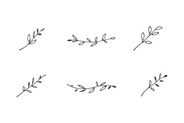 Willow Leaf line art illustration