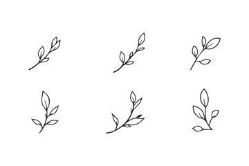 Willow Leaf line art illustration