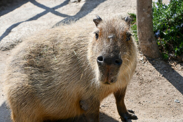 カピバラ,