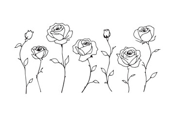Rose flower line art 