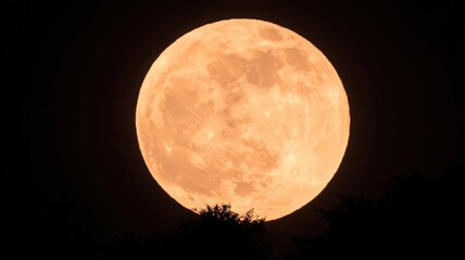 Fototapeta premium Dramatic Full Moon Illuminating Night Sky Orange Light With Silhouette Tree Branch Underneath In Night Landscape