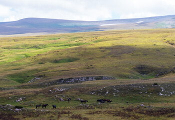 Obraz premium nature park, horse grazing on pastures with sparse vegetation autumn period in nature
