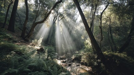 Obraz premium Sunlight streaming through leaves in a lush forest, ideal for a walk - exploration bright hour ecosystem