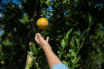 Business farm ripe orange concept farmer hand pick nature fruit citrus orchard mandarin tree...