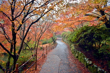 Fototapeta premium 佐賀 紅葉 秋 御船山楽園