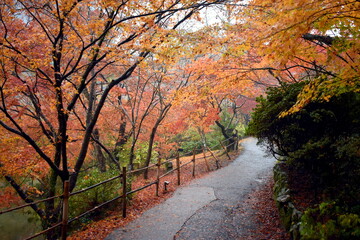 Naklejka premium 佐賀 紅葉 秋 御船山楽園