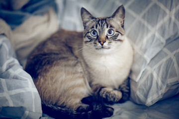 A Thai striped cat with striking blue eyes rests comfortably among soft..