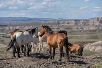 Fototapeta premium Wild horses congregate on hillside above badlands