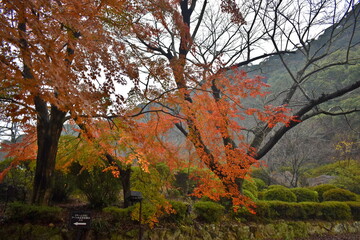 Fototapeta premium 佐賀 紅葉 秋 御船山楽園
