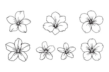 Hawaiian Flower line art illustration