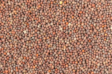 Mustard seeds close-up background. Its scientific name is Brassica nigra.