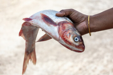 Fototapeta premium A woman's hand holds a fresh, raw Silver carp fish against a blurred background. Its scientific name is Hypophthalmichthys molitrix. This fish is also called Silverfin or Asian carp.