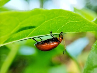 Aulacophora indica or orange beetle walking on a green leaf with a blurred background 
