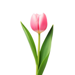 Naklejka premium Realistic Pink tulip flower branch on transparent background