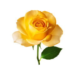 Fototapeta premium Yellow rose flower on transparent background
