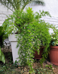 asparagus fern in the pot