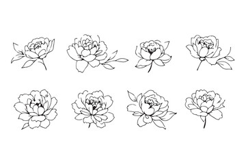 Peony line art illustration