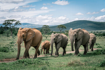 Fototapeta premium Elephant Family Walking Through African Savanna Under Cloudy Sky Landscape