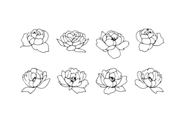 Peony line art illustration