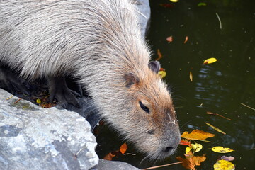 長崎　長崎バイオパーク　生き物　カピバラ
