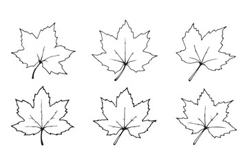Poplar Leaf line art illustration