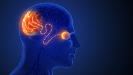 Visual Signals Transmitted Through Optic Nerve to Brain