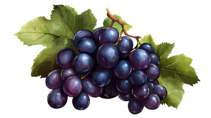 Fototapeta premium Dark Purple Grapes with Green Leaves on Transparent Background