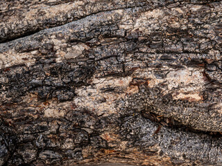 Bark of old tree skin. Abstract background and texture for design.