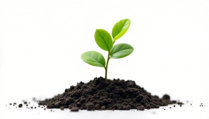 Naklejka premium Young Plant Sprouting From Soil On White Background Representing New Beginnings