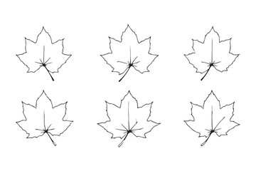 Sycamore Leaf line art illustration
