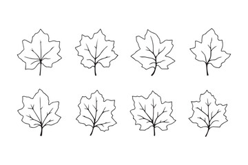Sycamore Leaf line art illustration