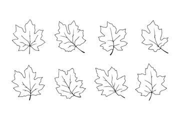 Sycamore Leaf line art illustration