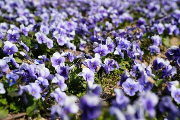 ビオラの柔らかな彩り