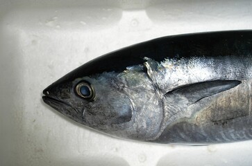 クロマグロの顔のアップ