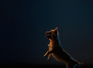 An Australian Terrier is captured running with a slight motion blur, creating a sense of speed. The contrast of the dark background enhances the motion effect.