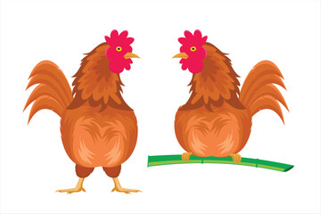 Vector illustration of a rooster on a white background
