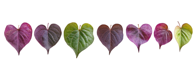 Colorful heart-shaped leaves in a row isolated on transparent background