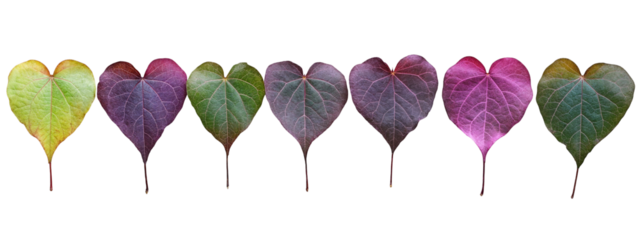 Colorful heart-shaped leaves in a row isolated on transparent background